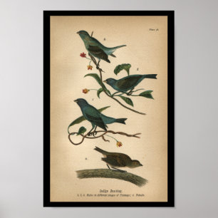 1890 Bird Print Indigo Bunting Poster