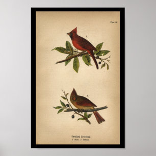 1890 Bird Print Kardinal Grosbeak Poster