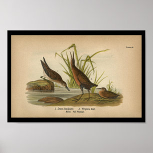 1890 Bird Print Least Sandpiper Poster