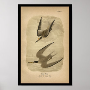 1890 Bird Print Least Tern Poster
