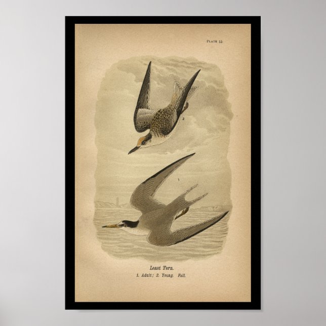 1890 Bird Print Least Tern Poster (Vorne)