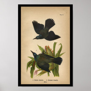 1890 Bird Print Lila Grackle Poster