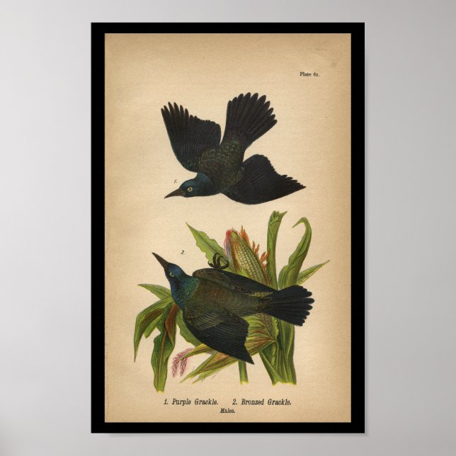 1890 Bird Print Lila Grackle Poster (Vorne)