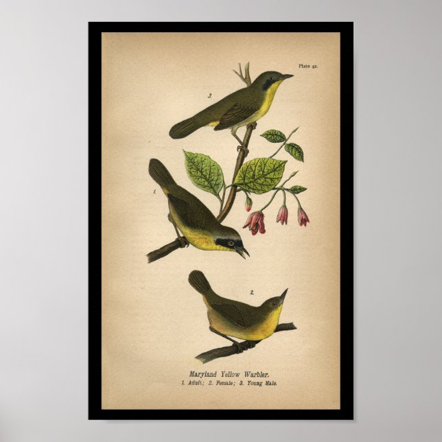 1890 Bird Print Maryland Yellow Warbler Poster (Vorne)