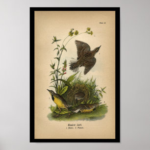 1890 Bird Print Meadow Lark Poster