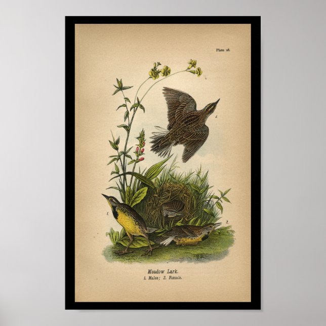1890 Bird Print Meadow Lark Poster (Vorne)