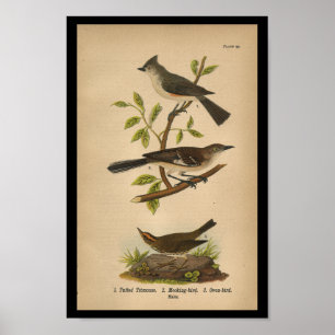 1890 Bird Print Mockingbird Poster