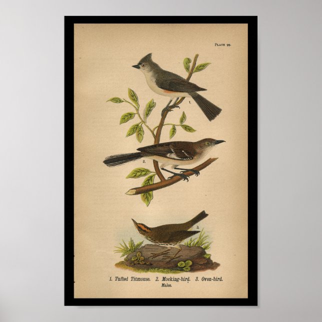 1890 Bird Print Mockingbird Poster (Vorne)
