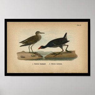 1890 Bird Print Pectoral Sandpiper Poster