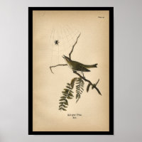 1890 Bird Print Red-mit Augen Vireo