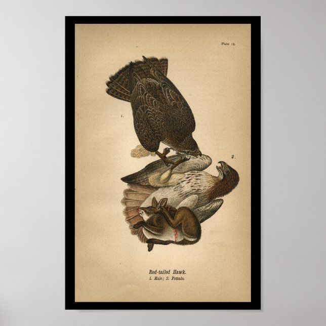 1890 Bird Print Red-Tail Hawk Poster (Vorne)