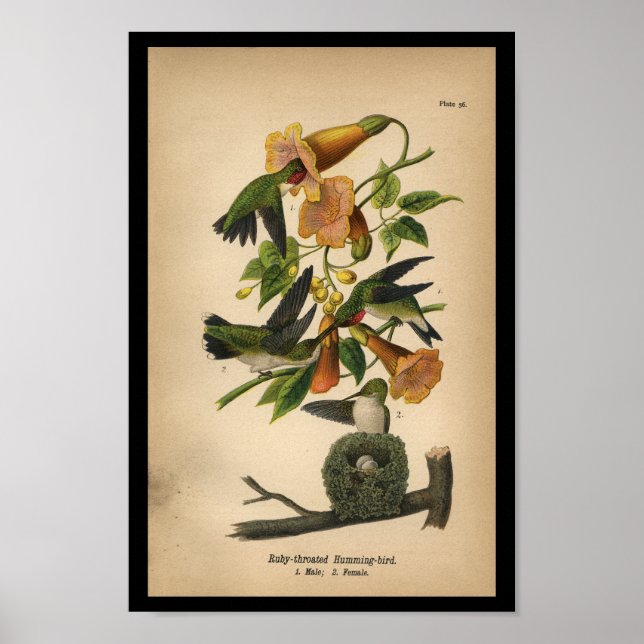 1890 Bird Print Ruby-throated Hummingbird Poster (Vorne)