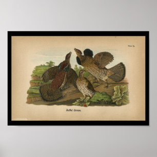 1890 Bird Print Ruffed Grouse Poster