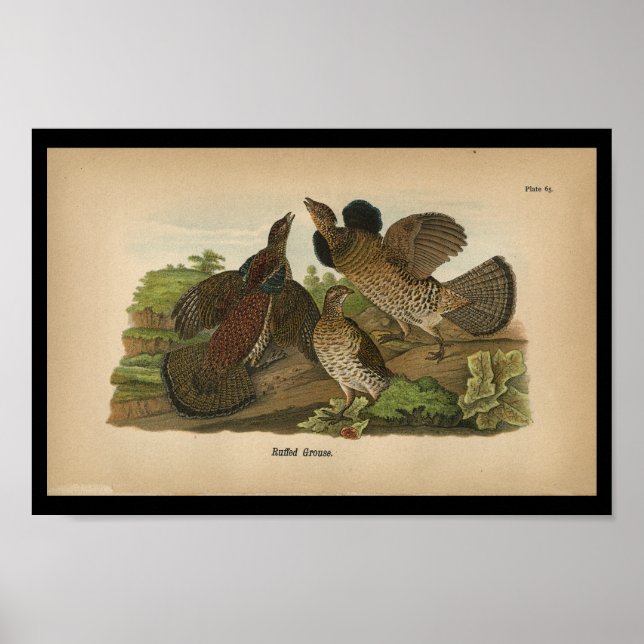 1890 Bird Print Ruffed Grouse Poster (Vorne)