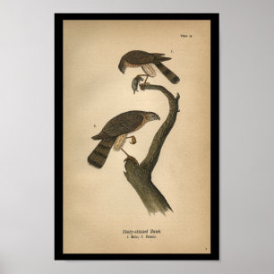 1890 Bird Print Sharp-shinned Hawk Poster