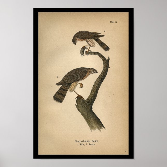 1890 Bird Print Sharp-shinned Hawk Poster (Vorne)