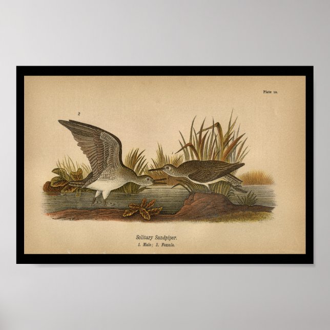 1890 Bird Print Solitary Sandpiper Poster (Vorne)