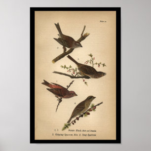 1890 Bird Print Song Sparrow Poster