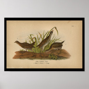 1890 Bird Print Sora Common Rail Poster