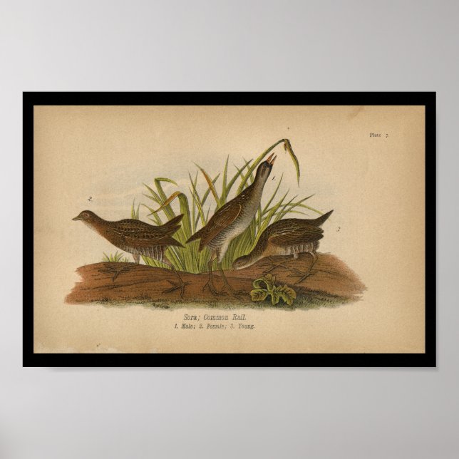 1890 Bird Print Sora Common Rail Poster (Vorne)