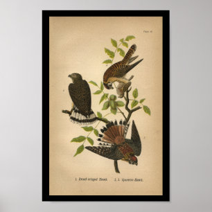 1890 Bird Print Sparrow Hawk Poster