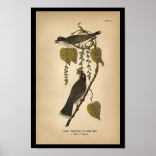 1890 Bird Print Tyrant Flycatcher Poster