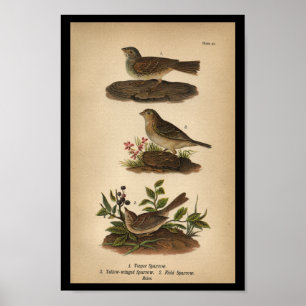 1890 Bird Print Vesper Sparrow Poster