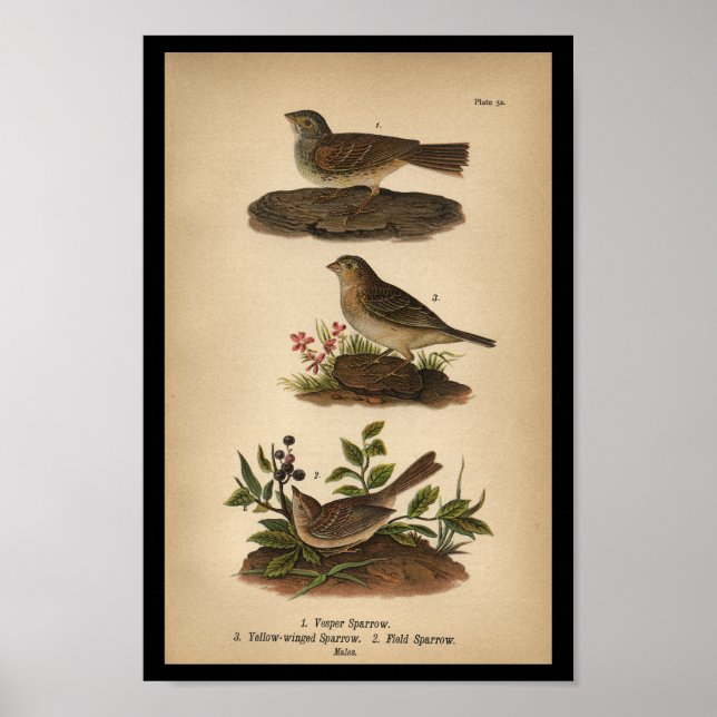 1890 Bird Print Vesper Sparrow Poster (Vorne)
