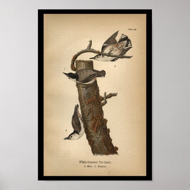 1890 Bird Print White-breasted Nut-hatch Poster (Vorne)