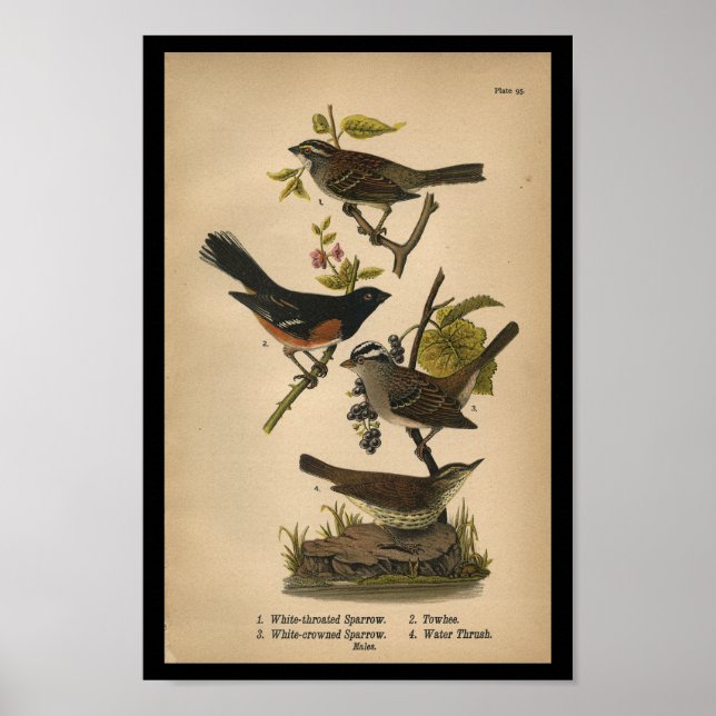 1890 Bird Print White Throated Sparrow Poster (Vorne)