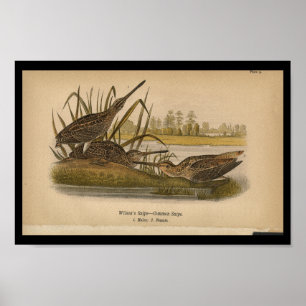 1890 Bird Print Wilsons Snipe Poster