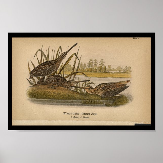 1890 Bird Print Wilsons Snipe Poster (Vorne)