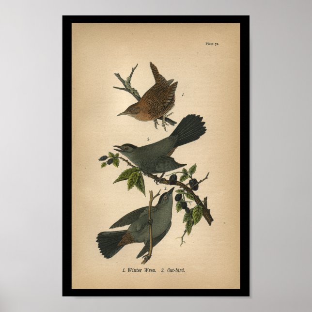 1890 Bird Print Winter Wren Poster (Vorne)