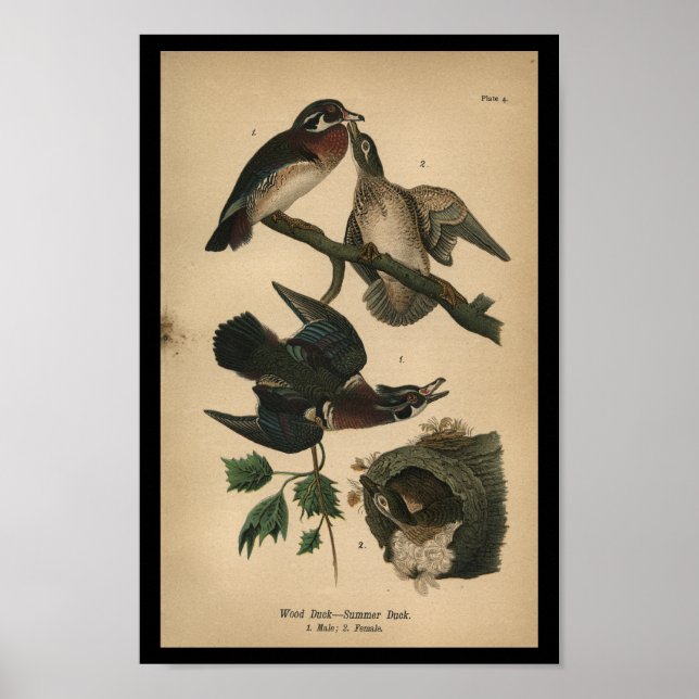 1890 Bird Print Wood Duck Poster (Vorne)