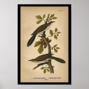 1890 Bird Print Yellow-billed Cuckoo Poster