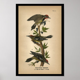 1890 Bird Print Yellow-Blies Sapsucker Poster