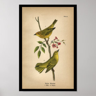 1890 Bird Print Yellow Warbler Poster