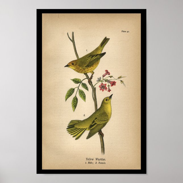 1890 Bird Print Yellow Warbler Poster (Vorne)