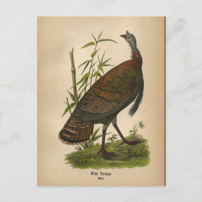 1890 Bird Wild Turkey Postcard Postkarte (Vorderseite)