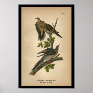 1890 Vogel Print Mourning Dove Poster