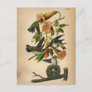 1890 Vogelpostkarte Rubinkehlkolibri Postkarte