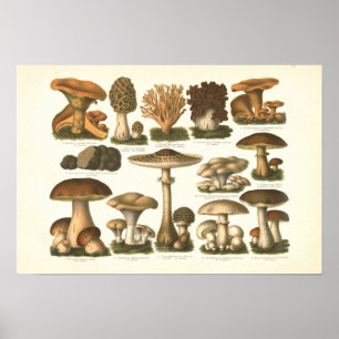 1894 Pilze Variety Fungus Print in deutscher Sprac Poster