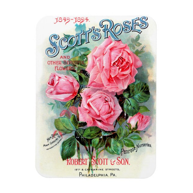 1894 Scotts Rose Magnet (Vertikal)