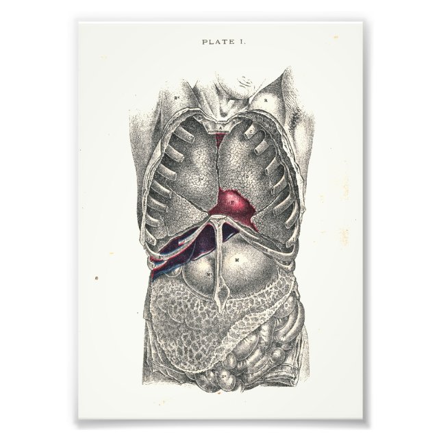 1895 Human Anatomy Print Abdomen Fotodruck (Vorne)