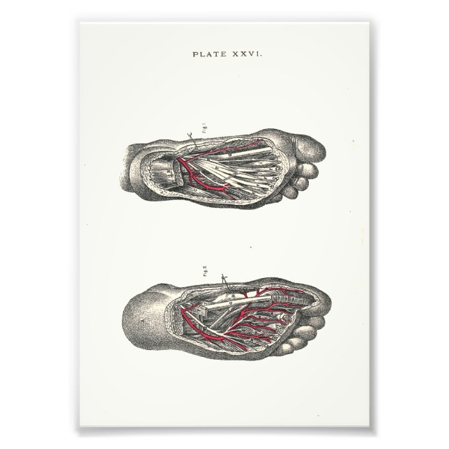 1895 Human Anatomy Print Foot Fotodruck (Vorne)