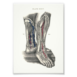 1895 Human Anatomy Print Leg Fotodruck