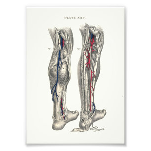 1895 Human Anatomy Print Leg Fotodruck