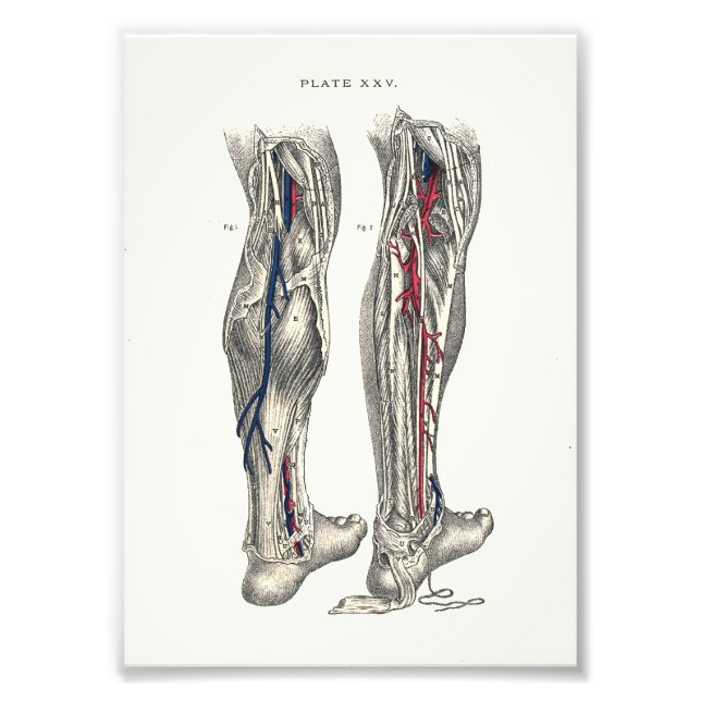 1895 Human Anatomy Print Leg Fotodruck (Vorne)