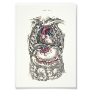 1895 Menschen-Anatomie-Druck-Herz Fotodruck