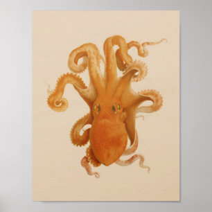 1896 Vintage Farbdruck des Oktopus Kunstwerks Poster